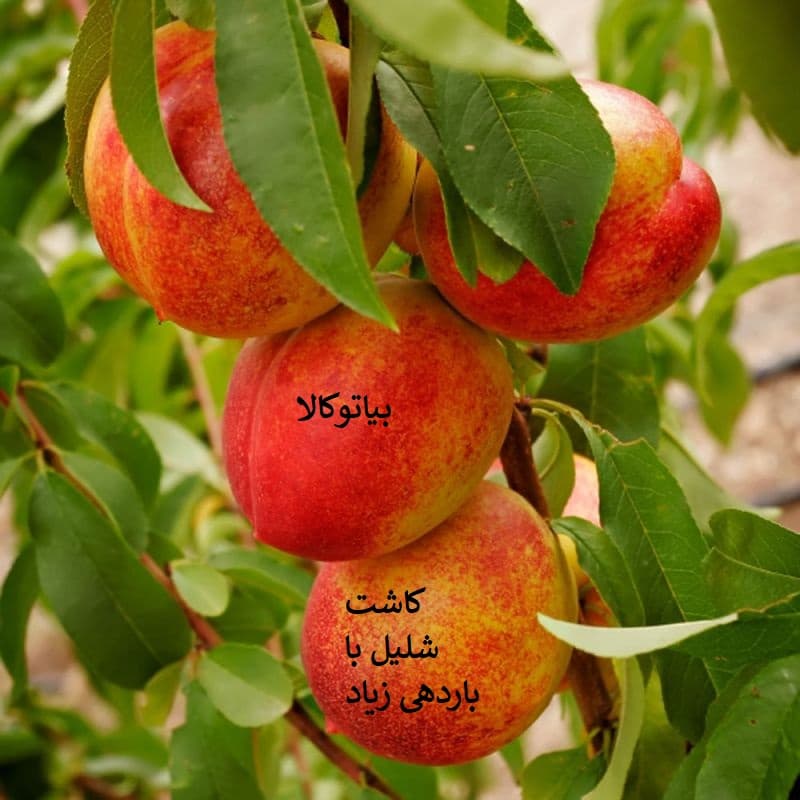 کاشت شلیل و هلو در میانه